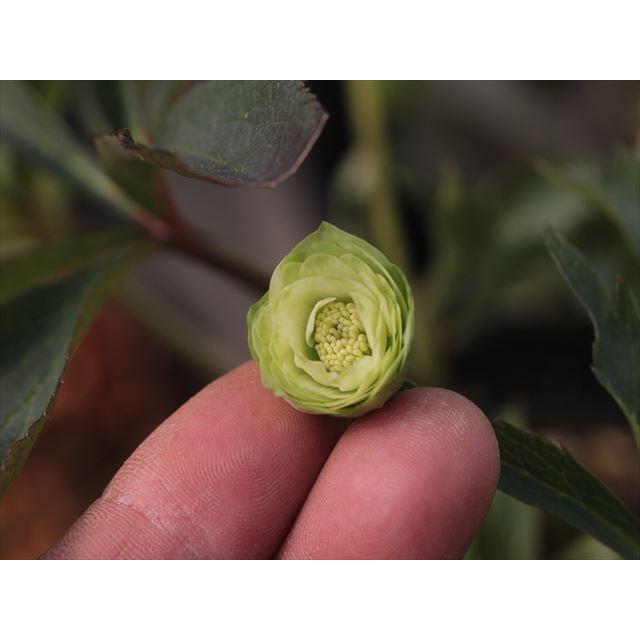 デュメ系dd　大木ナーセリー デュメ系ダブルグリーニッシュホワイト（種親）xいろは交配グリーン