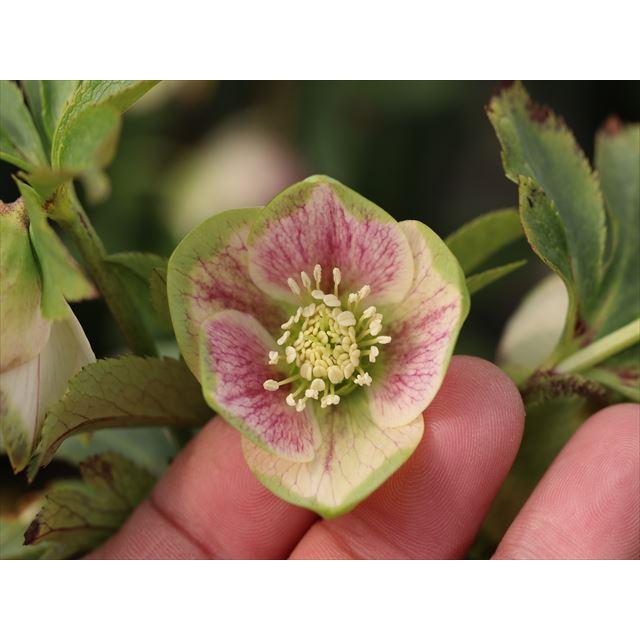 デュメ系ダブルグリーニッシュホワイト（種親）xいろは交配グリーン