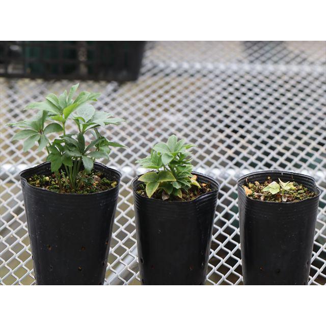 デュメ系ダブルグリーニッシュホワイト（種親）xいろは交配グリーン