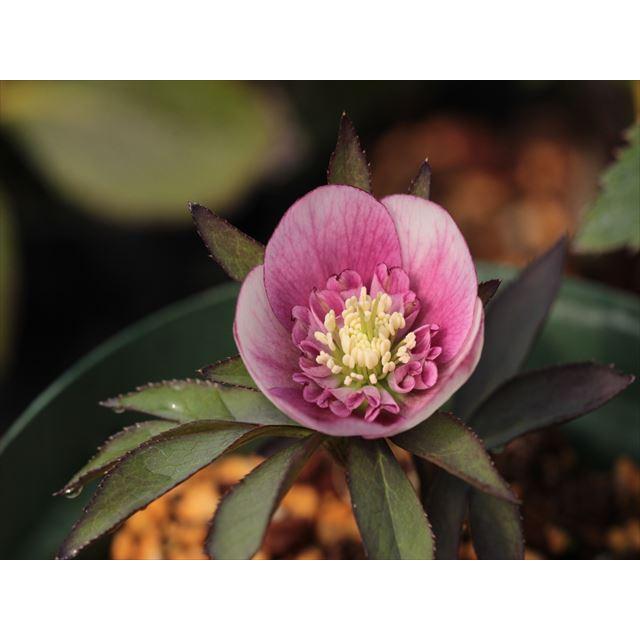 ポーセリン系セミダブル（種親）xポーセリン系セミダブル（花粉親）の