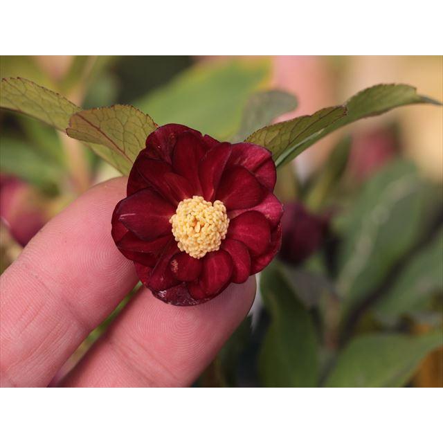 ミスティークダブル（種親）xミスティークダブル（花粉親）の交配苗