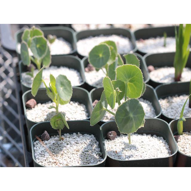 Senecio oxyriifolius/セネシオ・オキシリフォリウス : 大木ナーサリー