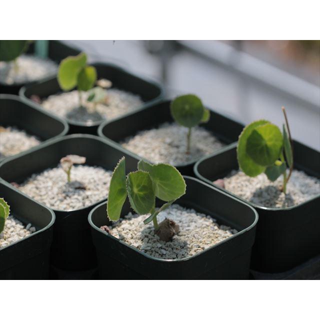 Senecio oxyriifolius/セネシオ・オキシリフォリウス : 大木ナーサリー