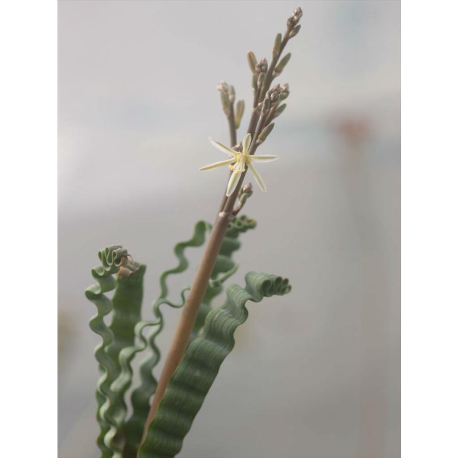 Trachyandra Tortilis Fl トラキアンドラ トルチリス 蕾付き苗 Ttortilisfl 大木ナーサリー 通販 Yahoo ショッピング