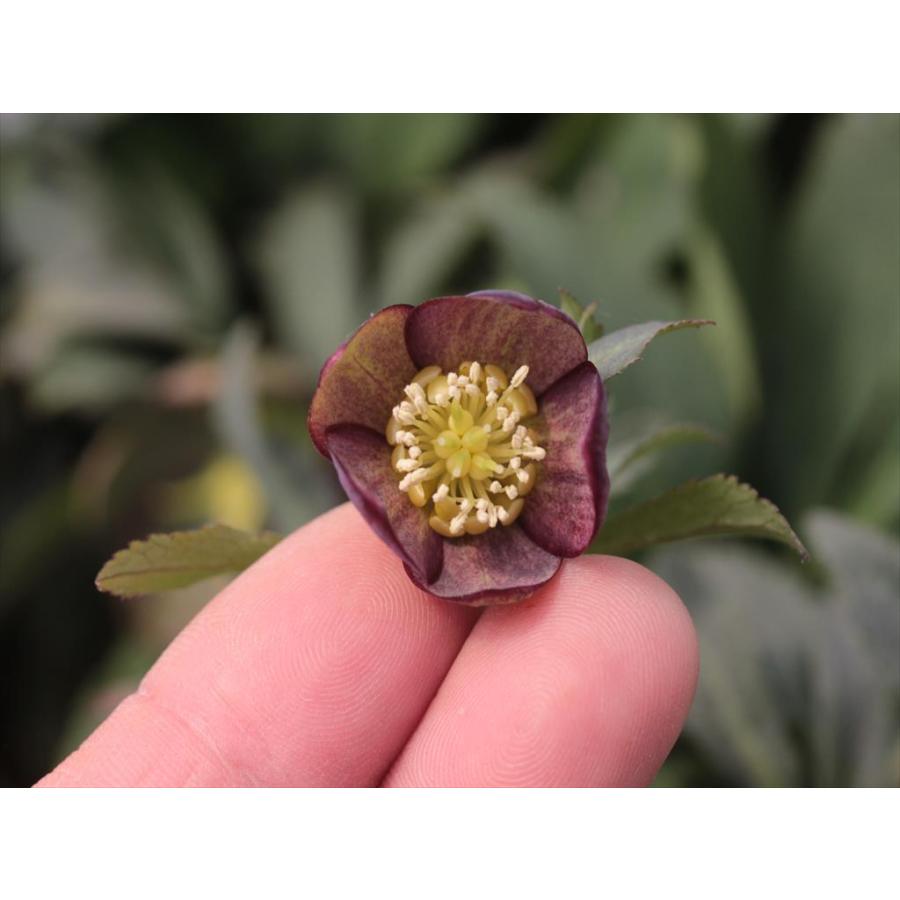 ヘレボルス アトロルーベンス 種親 ｘヘレボルス アトロルーベンスダブル 花粉親 の実生苗 Ws2105 大木ナーサリー 通販 Yahoo ショッピング