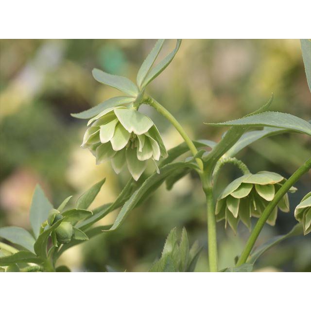 ヘレボルス・デュメトルムダブルのセルフ実生苗 : 大木ナーサリー