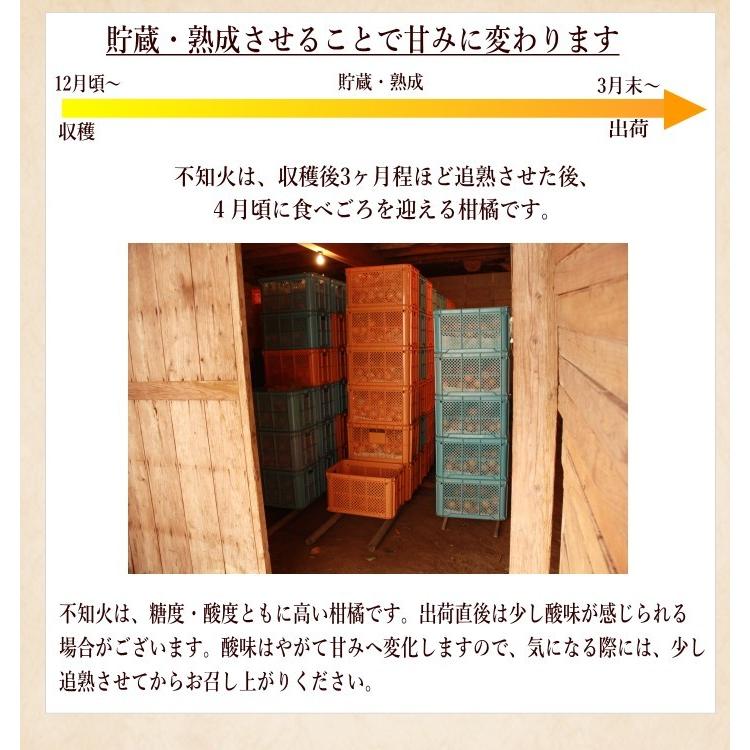 （ご家庭用）不知火（しらぬい）３kg　デコポンと同等品種【3月下旬〜4月下旬より発送開始】｜ohisama-kudamono｜11