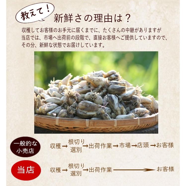 Mサイズ）砂丘らっきょう4kg 鹿児島県産 ラッキョウ 砂付き 生