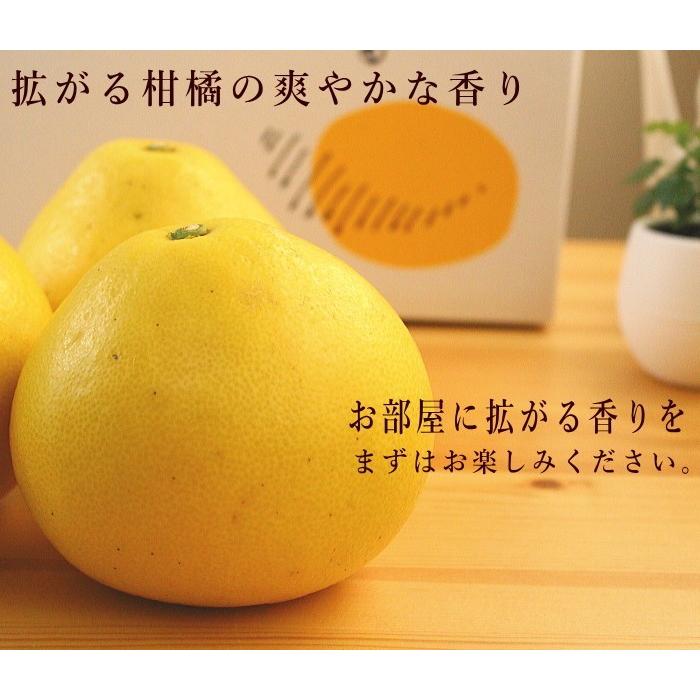 残りわずか】(ご家庭用)サワーポメロ8kg 訳あり 文旦 グレープフルーツ