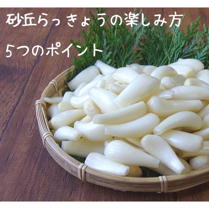 Lサイズ）砂丘らっきょう9kg 鹿児島県産 ラッキョウ 砂付き 生