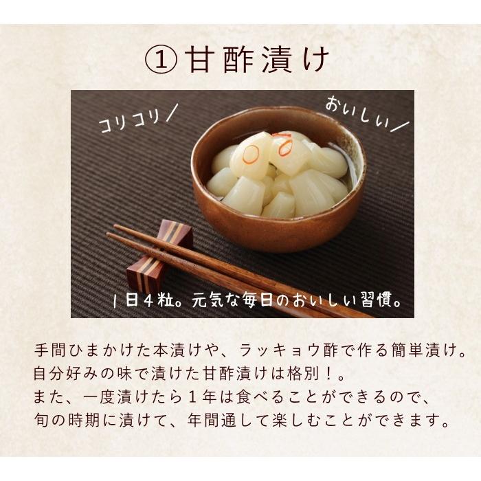 ＼10％OFFクーポン／（Mサイズ）砂丘らっきょう３kg 鹿児島県産 ラッキョウ 砂付き 生らっきょう 送料無料｜ohisama-kudamono｜04