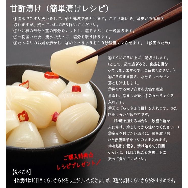 sup様専用】鹿児島産砂丘らっきょうLサイズ15kg 【公式通販】