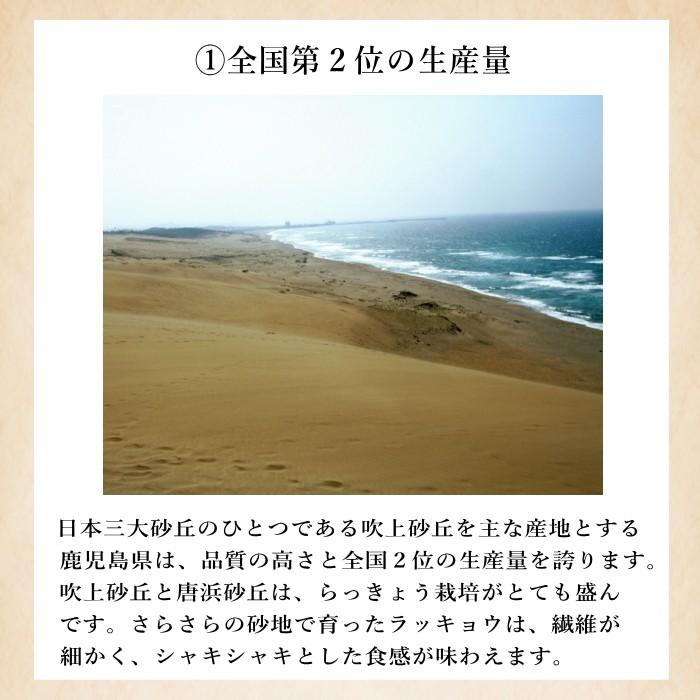 Sサイズ）砂丘らっきょう4kg 鹿児島県産 砂付き ※砂除去サービスは終了