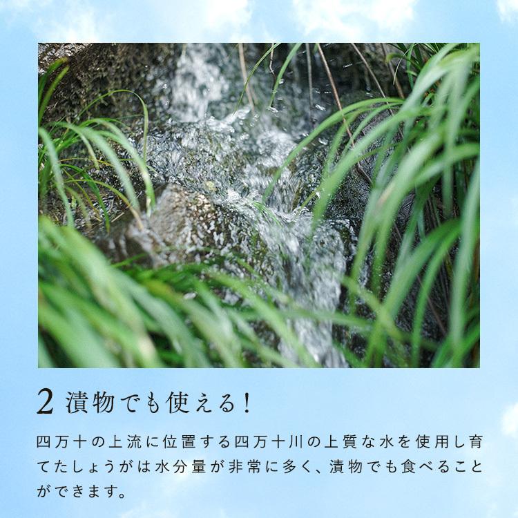 サプリ 高知産土佐一しょうがカプセル<62粒入り> おひさましょうが ショウガ サプリメント 錠剤 抹消体温対策 温活 代謝 健康食品 国産 |  | 07