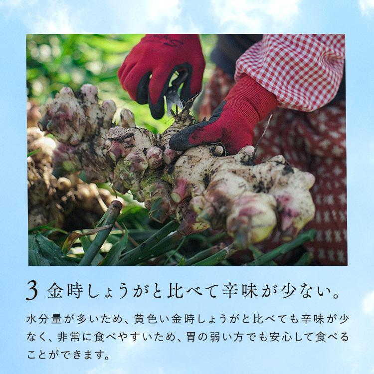 サプリ 高知産土佐一しょうがカプセル<62粒入り> おひさましょうが ショウガ サプリメント 錠剤 抹消体温対策 温活 代謝 健康食品 国産 |  | 08