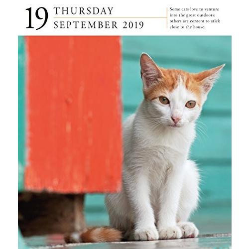 Cat Gallery 2019 Calendar 