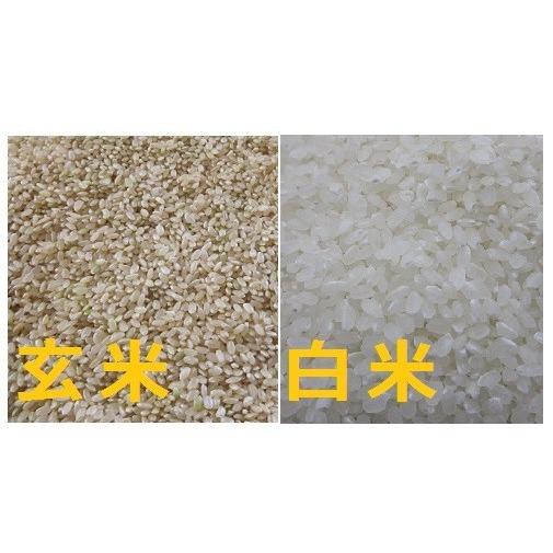 つや姫 令和7年産 山形県産 特別栽培米 お米 5kg 玄米 白米(4.5kg