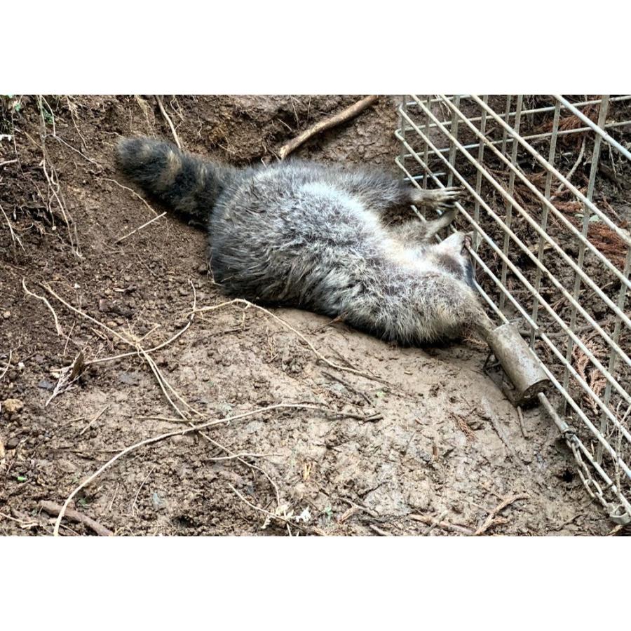 アラホール 8個セット アライグマ専用捕獲機 鉄製 (本体20cm 直径3cm