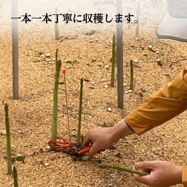 塩ラーメン　アスパラガス　6食　飛騨アスパラ　水村農園　老田屋　コラボ　生麺　生ラーメン　送料無料　飛騨市