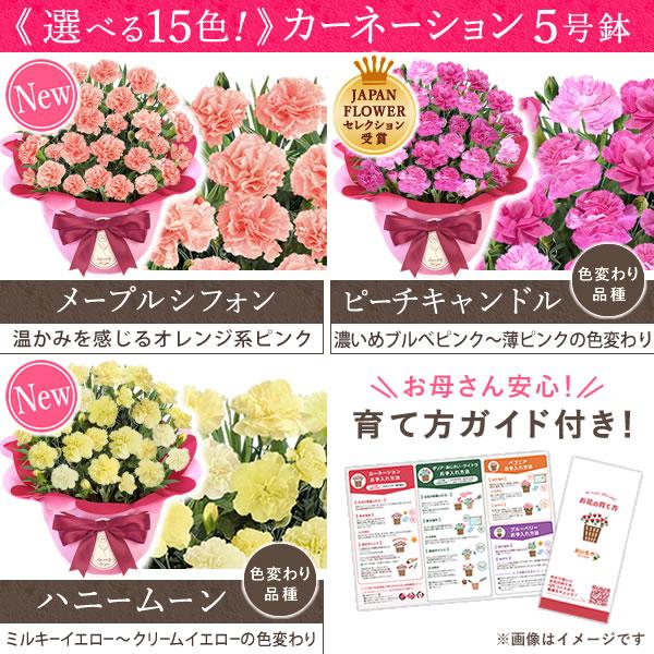 母の日プレゼント アロマストーンカーネーション&フラワーリースセット おいもや 母の日 ギフト 花 カーネーション 2026 プレゼント 鉢植え 花