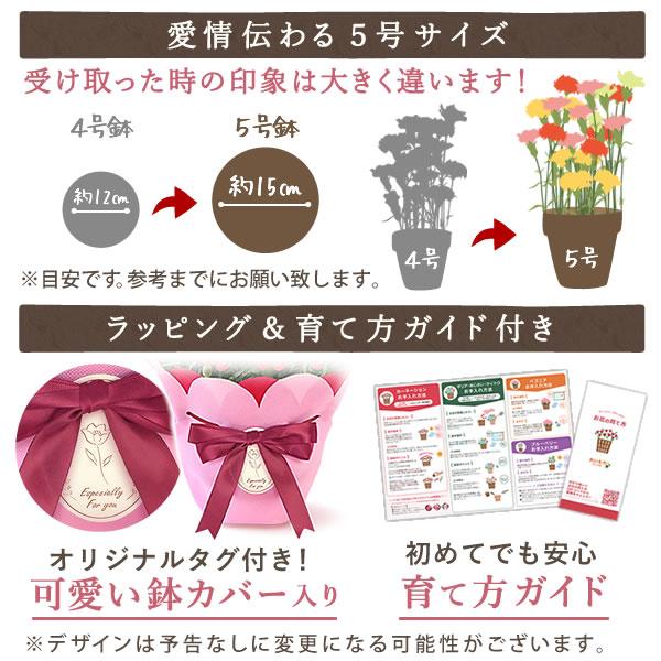 母の日 ギフト 花 カーネーション 2026 プレゼント 鉢植え 花鉢 母の日ギフト 5号鉢 花とスイーツ お菓子 スイーツ 50代 60代 70代 80代 | おいもや | 13