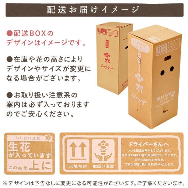 母の日 ギフト 花 カーネーション 2026 プレゼント 鉢植え 花鉢 母の日ギフト 5号鉢 花とスイーツ お菓子 スイーツ 50代 60代 70代 80代 | おいもや | 14