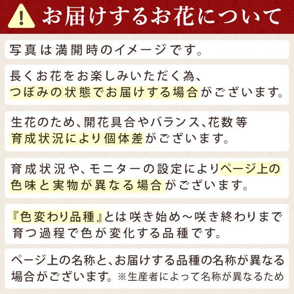 母の日 ギフト 花 カーネーション 2025 プレゼント 鉢植え 花鉢 お菓子 スイーツ 母の日ギフト 5号鉢 花とスイーツ 50代 60代 70代 80代 | おいもや | 15