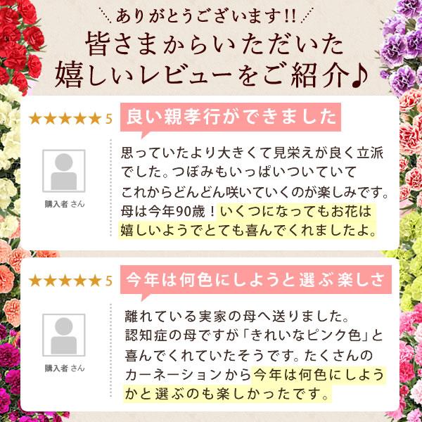 母の日 ギフト 花 カーネーション 2026 プレゼント 鉢植え 花鉢 母の日ギフト 5号鉢 花とスイーツ お菓子 スイーツ 50代 60代 70代 80代 | おいもや | 15