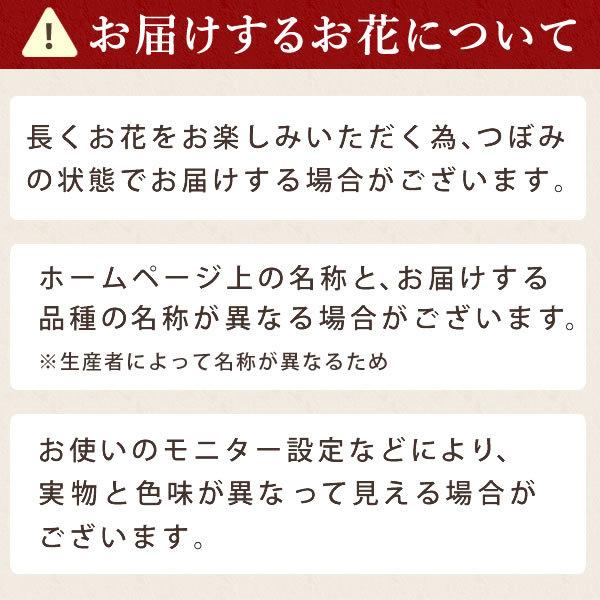 母の日 21 プレゼント ギフト 花 母の日 ギフト プレゼント カーネーション 鉢植え 花鉢 お菓子 スイーツ ギフトランキング 5号鉢 5 5016 花とスイーツ おいもや 通販 Yahoo ショッピング