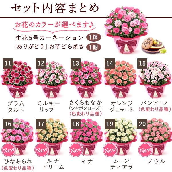 母の日 ギフト 花 カーネーション 2025 プレゼント 鉢植え 花鉢 お菓子 スイーツ 母の日ギフト 5号鉢 花とスイーツ 50代 60代 70代 80代 | おいもや | 03
