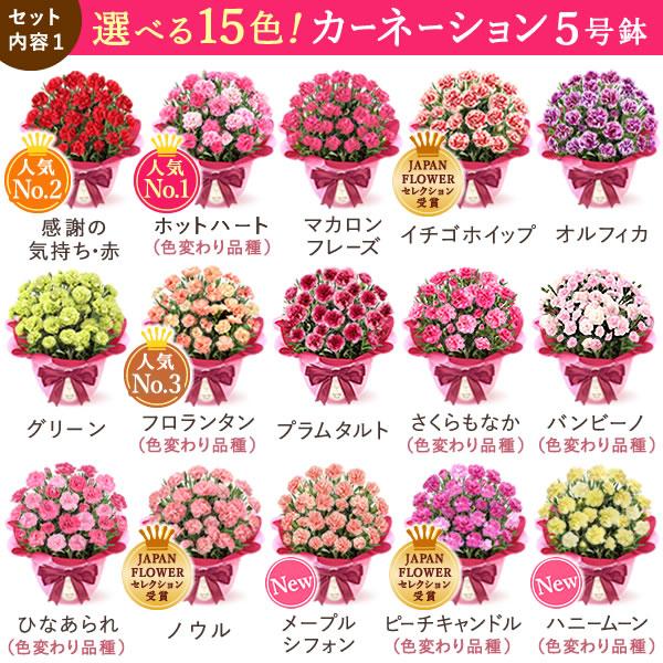 母の日 ギフト 花 カーネーション 2026 プレゼント 鉢植え 花鉢 母の日ギフト 5号鉢 花とスイーツ お菓子 スイーツ 50代 60代 70代 80代 | おいもや | 03