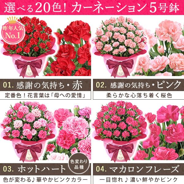 母の日 ギフト 花 カーネーション 2025 プレゼント 鉢植え 花鉢 お菓子 スイーツ 母の日ギフト 5号鉢 花とスイーツ 50代 60代 70代 80代 | おいもや | 05