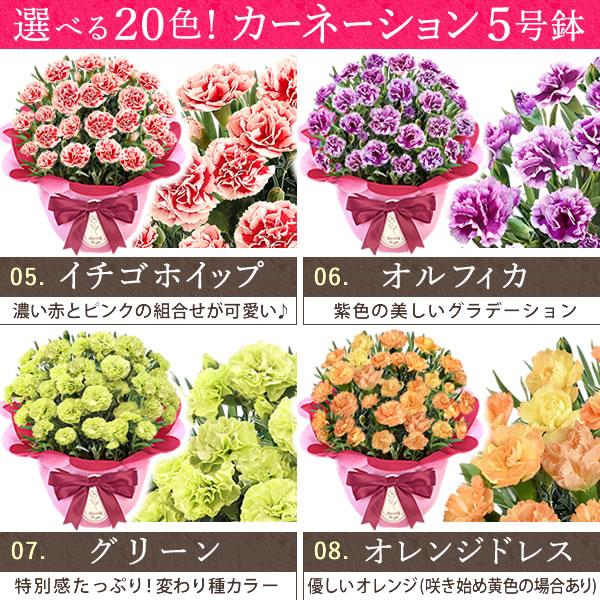 母の日 ギフト 花 カーネーション 2025 プレゼント 鉢植え 花鉢 お菓子 スイーツ 母の日ギフト 5号鉢 花とスイーツ 50代 60代 70代 80代 | おいもや | 06