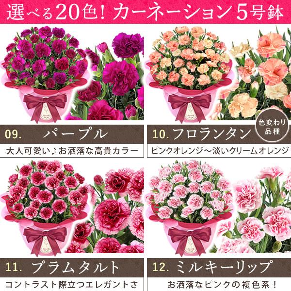 母の日 ギフト 花 カーネーション 2025 プレゼント 鉢植え 花鉢 お菓子 スイーツ 母の日ギフト 5号鉢 花とスイーツ 50代 60代 70代 80代 | おいもや | 07