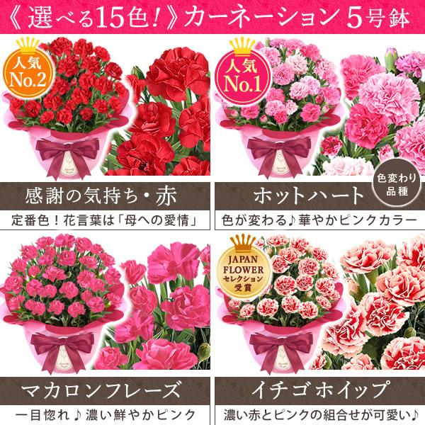 母の日 ギフト 花 カーネーション 2026 プレゼント 鉢植え 花鉢 母の日ギフト 5号鉢 花とスイーツ お菓子 スイーツ 50代 60代 70代 80代 | おいもや | 06