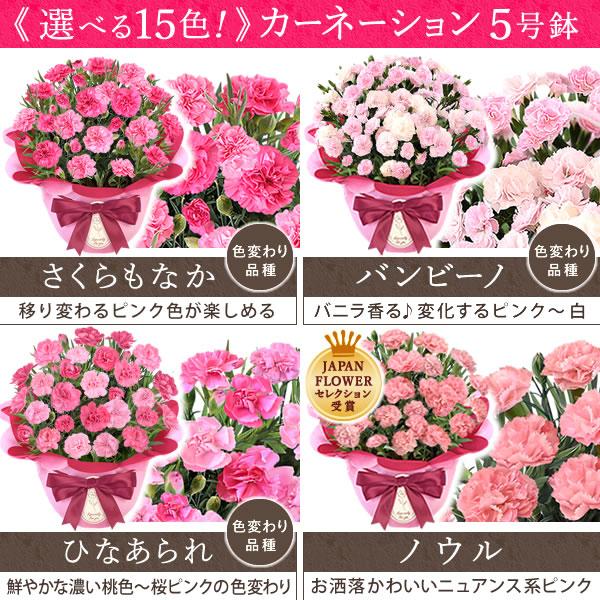 母の日 ギフト 花 カーネーション 2026 プレゼント 鉢植え 花鉢 母の日ギフト 5号鉢 花とスイーツ お菓子 スイーツ 50代 60代 70代 80代 | おいもや | 08