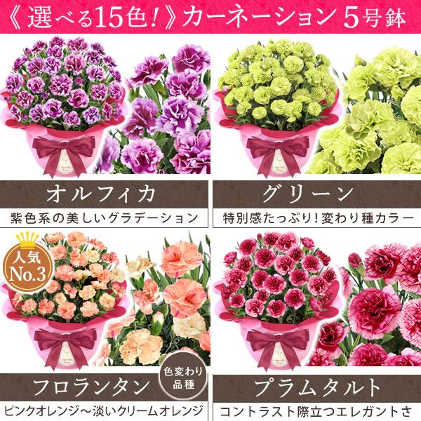 母の日 ギフト 花 カーネーション 2026 プレゼント 鉢植え 花鉢 母の日ギフト 5号鉢 花とスイーツ お菓子 スイーツ 50代 60代 70代 80代 | おいもや | 07