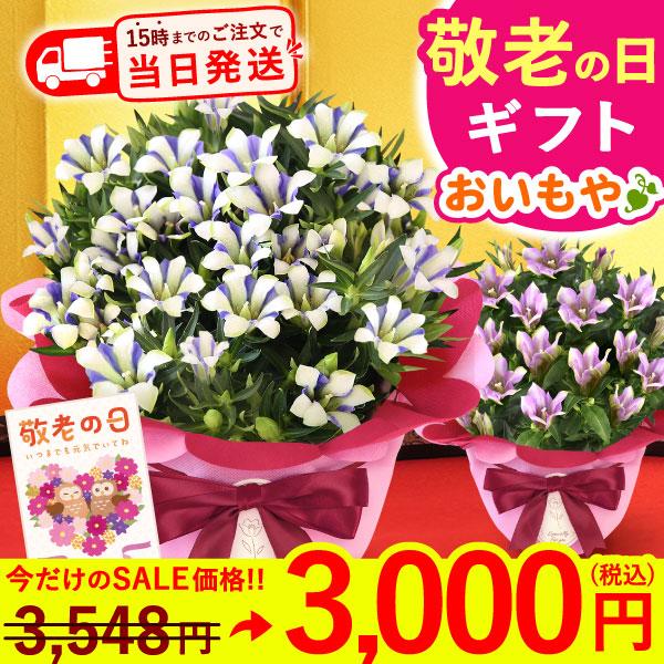 おいもや 敬老の日 花 プレゼント ギフト 鉢植え 2026 りんどう 敬老