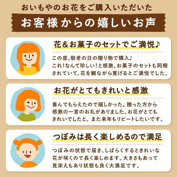 おいもや 敬老の日 花 プレゼント ギフト 鉢植え 2026 りんどう 敬老