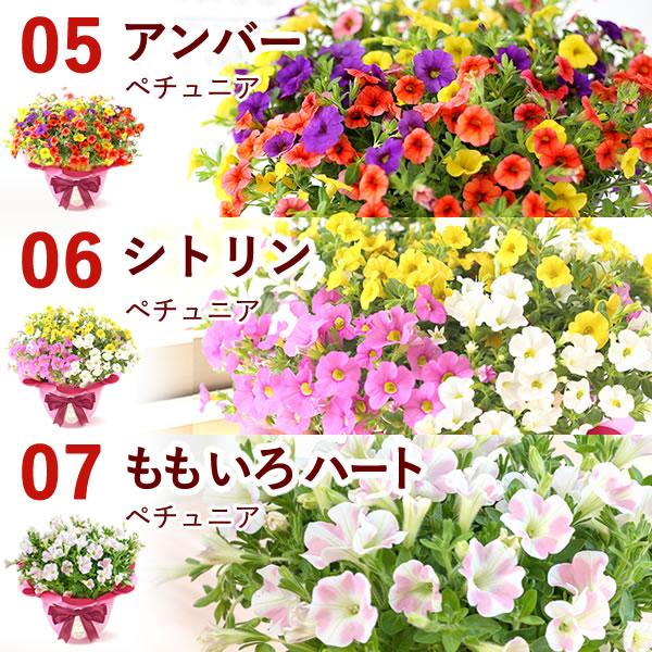 母の日 プレゼント 花 花とスイーツ ギフト 2024 鉢植え 花鉢 ダリア マーガレット 紫陽花 あじさい アジサイ 珍しい お菓子 50代 60代 70代 80代｜oimoya｜09