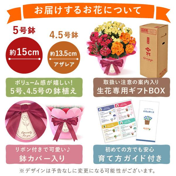 おいもや 敬老の日 プレゼント ギフト 花 鉢植え 2026 カランコエ 八重