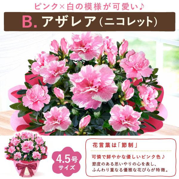 おいもや 敬老の日 プレゼント ギフト 花 鉢植え 2026 カランコエ 八重