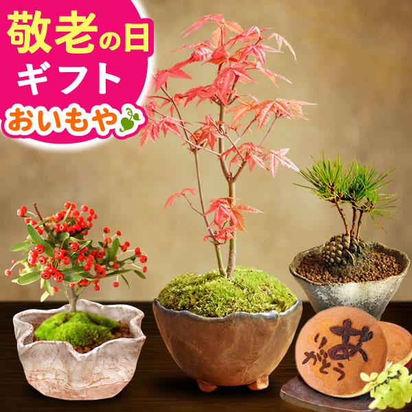 紅葉の美 コナラと山もみじ寄植え（検索/カエデ黒松赤松捻転盆栽