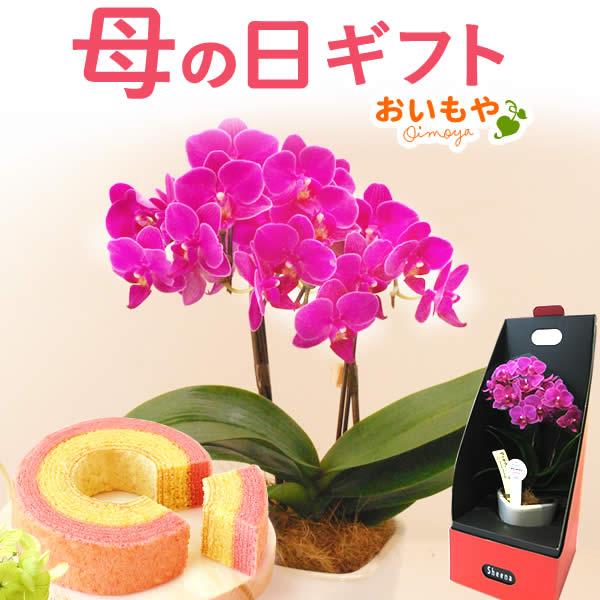 母の日ギフト 花 母の日 プレゼント 花とスイーツ 21 ギフトランキング 胡蝶蘭 2本立ち 鉢植え お菓子 5 花とスイーツ おいもや 通販 Yahoo ショッピング