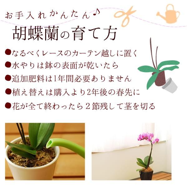 母の日ギフト 花 母の日 プレゼント 花とスイーツ 21 ギフトランキング 胡蝶蘭 2本立ち 鉢植え お菓子 5 花とスイーツ おいもや 通販 Yahoo ショッピング