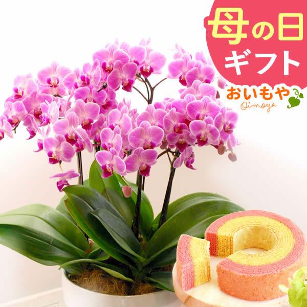 母の日ギフト 花 母の日 プレゼント 花とスイーツ 2021 ギフトランキング 胡蝶蘭 鉢植え お菓子｜oimoya