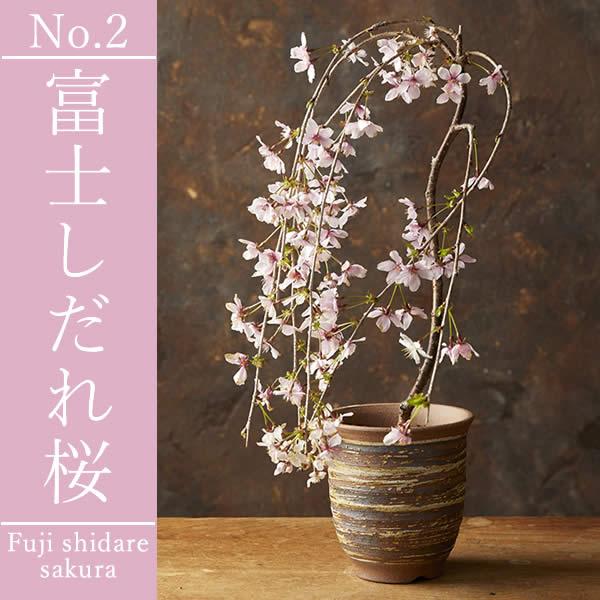 おいもや 母の日 ギフト 花 盆栽 桜 プレゼント 2026 高級 スイーツ 花