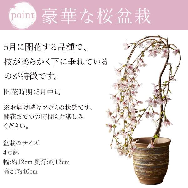 おいもや 母の日 ギフト 花 盆栽 桜 プレゼント 2026 高級 スイーツ 花
