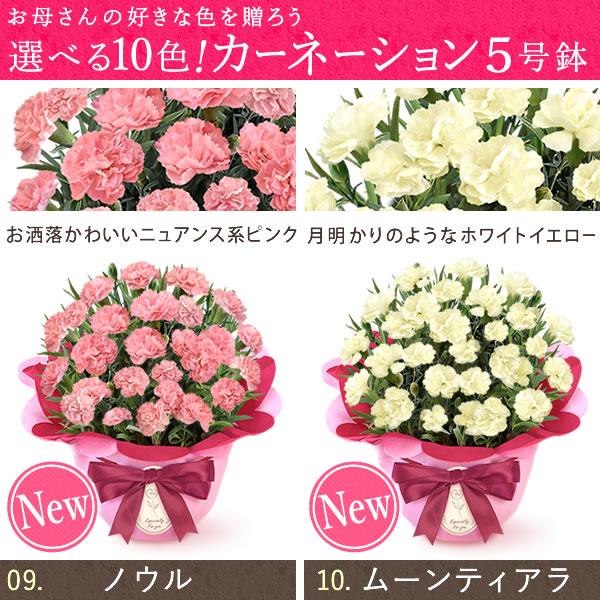 母の日 ギフト 花 プレゼント スイーツ 花とスイーツ 2025 花 カーネーション 鉢植え お菓子 メッセージ 花とお菓子 花鉢 50代 60代 70代 | おいもや | 08