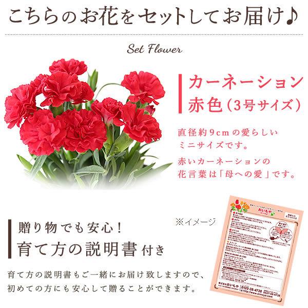 母の日 21 プレゼント ギフト カーネーション 花 花とスイーツ ギフトランキング 鉢植え お菓子 アニマル キャラクター 5 花とスイーツ おいもや 通販 Yahoo ショッピング